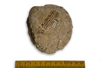 F 10137
<br/>
<br/>
<em></em>